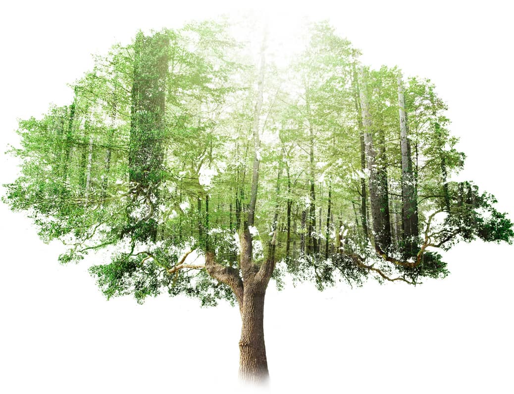 image of tree with forest inside of it
