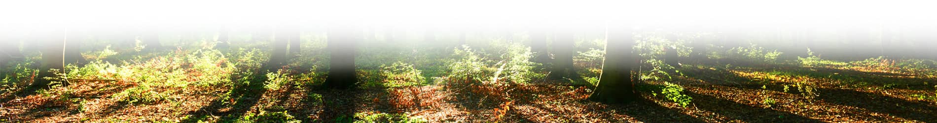 a view of a forest floor with fallen leaves, moss, and tree shadows